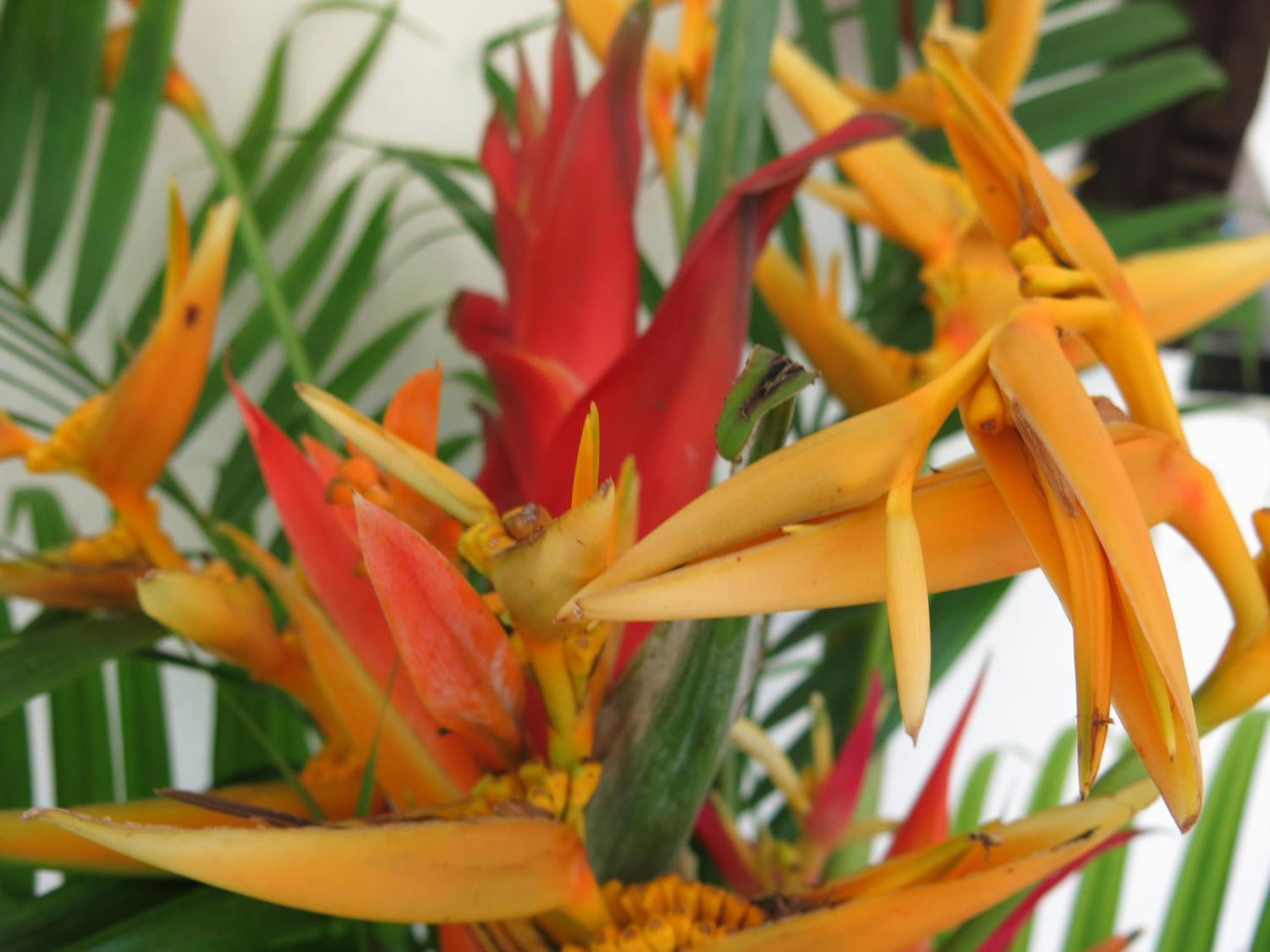 Hibiscus Valley Inn Marigot Buitenkant foto